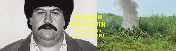прущие грибы Аркадак