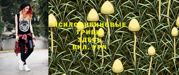 прущие грибы Аркадак